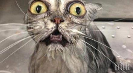 котки ужасяваха водата физиономиите направили просто уникални