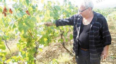 крадци обраха гроздето суперран болгар известен петрички земеделец възмутен