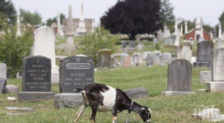 кози помагат пчели поддръжката американско гробище