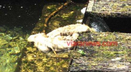 гадост умряло животно трови питейната водата боровец