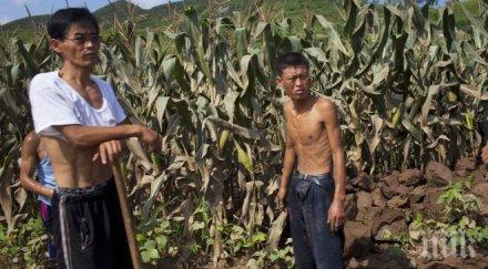 незаконни пазари скакалци северна корея развиват капитализъм низините