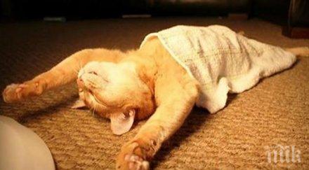 забавни снимки даващи отговор въпроса релаксират котките бас можеш тях