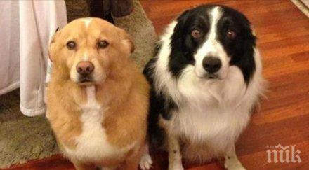 видиш кучето такава физиономия знаеш очаква