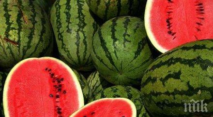 задигнаха тон половина дини бостан