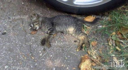 ужасът продължава отровиха котета враца