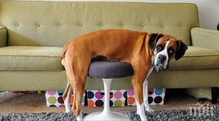 мебел беше мярка куче имаше проблеми човешките