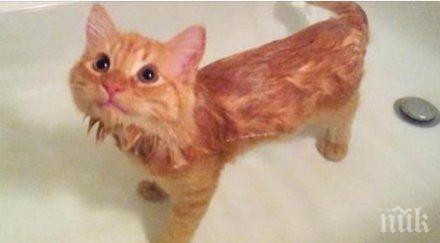 котки имаха нещо общо помежду направо удивли