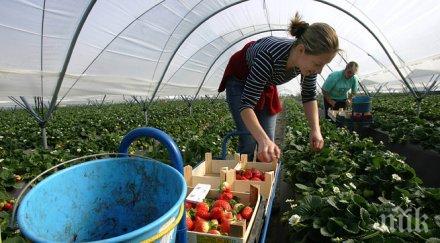 сезонните работници внимават мними работодатели чужбина