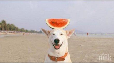 запознай нелеката история едно уникално куче преживяло доста въпреки намира сили усмихне