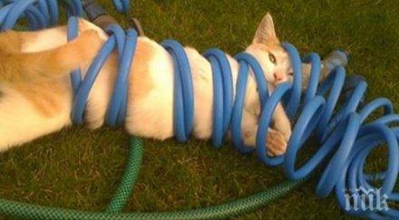 мога разбера котки обожават тесните пространства правят направо