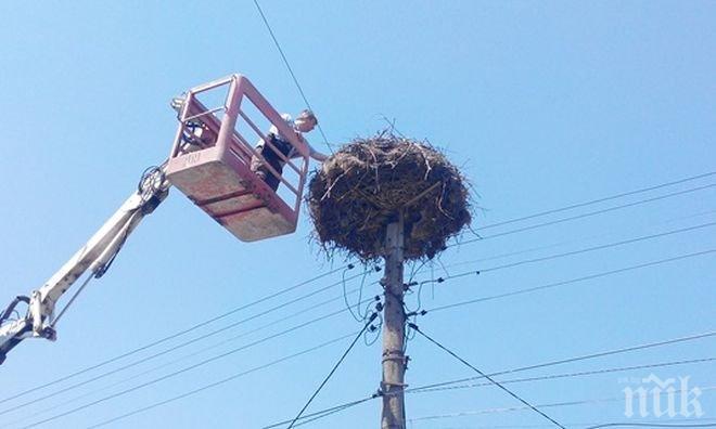 Село организира спасителна акция за щъркел 