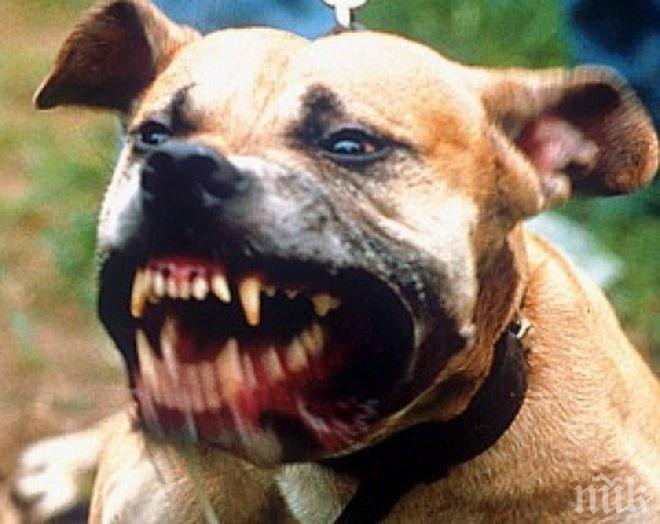 Разследване в ПИК и Час Пик! Озверели питбули ръфат деца и животни - свирепите кучета подпалиха София