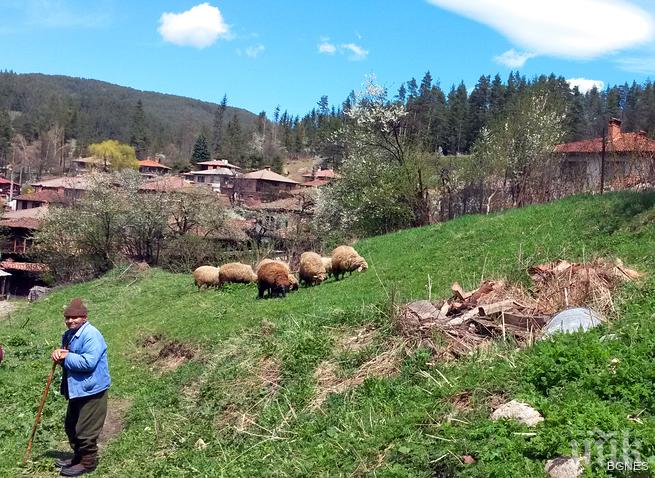 Шефът на РЗИ - Варна: В село Бозвелийско няма огнище на антракс 
