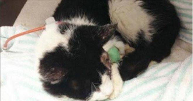 Тази котка има необикновена история, тя успя да се измъкне от ...