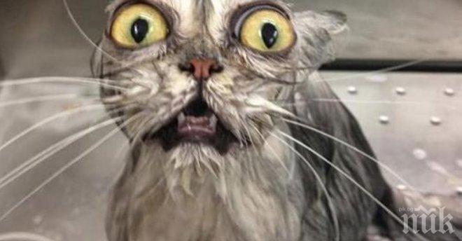 Тези котки се ужасяваха от водата, физиономиите, които са направили са просто уникални!