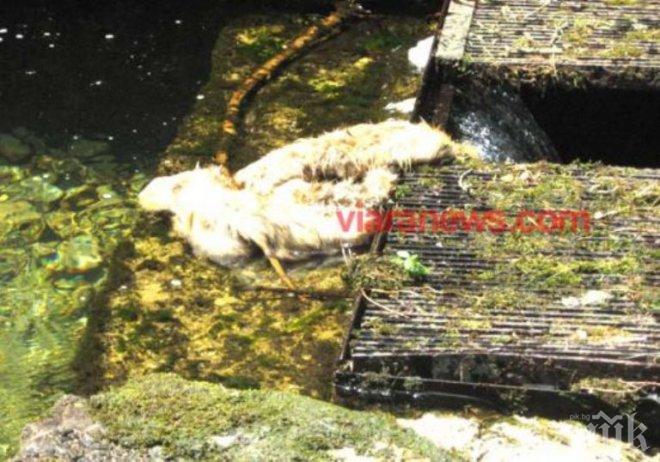 Гадост! Умряло животно трови питейната водата на Боровец!
