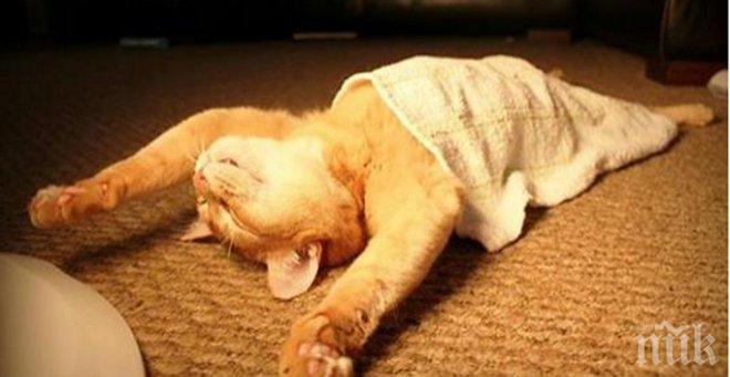 Забавни снимки даващи отговор на въпроса: Как си релаксират котките? На бас, че не можеш като тях!