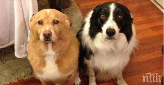 Когато видиш кучето си с такава физиономия, трябва да знаеш, че те очаква... 