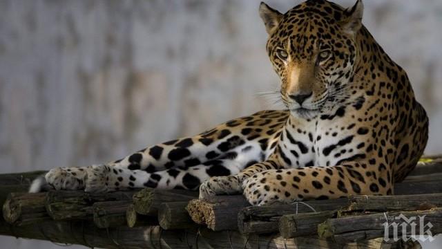 Две бебета ягуари се родиха в зоопарка в Мексико
