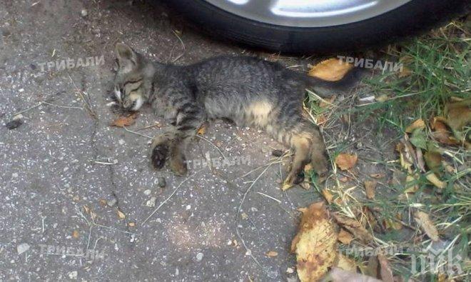 Ужасът продължава! Отровиха 3 котета във Враца