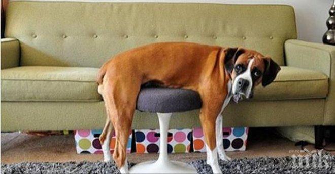 Тази мебел не му беше по мярка. Това куче имаше проблеми с човешките...