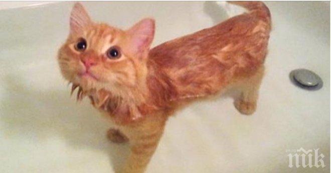 Тези котки имаха нещо общо помежду си, което направо ще те удивли!