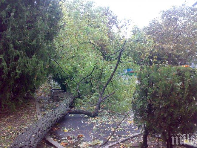Силен вятър повали вековен чинар в центъра на Гоце Делчев