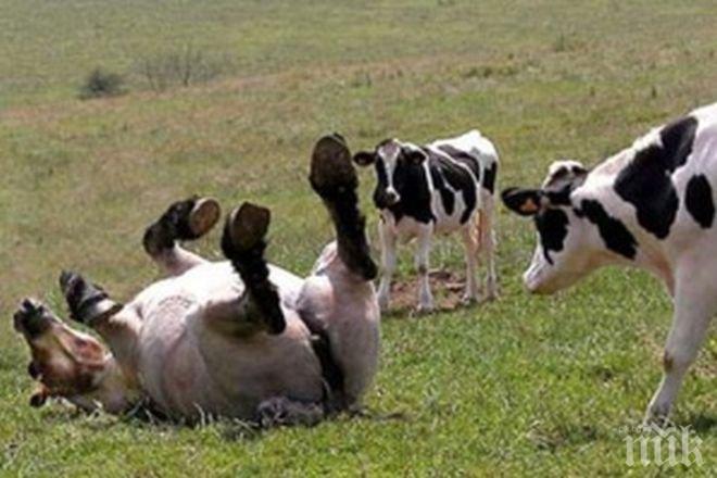 Приключена е първата ваксинация за антракс в Силистренско