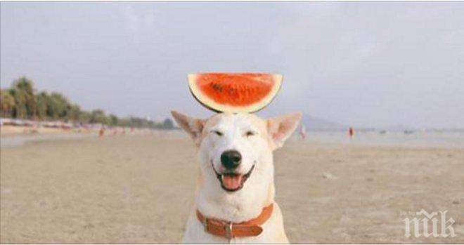 Запознай се с нелеката история на едно уникално куче, което е преживяло доста и въпреки това намира сили да се усмихне...