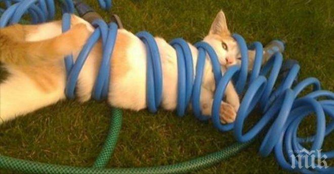 Не мога да разбера защо тези котки обожават тесните пространства, това което правят те направо ме...