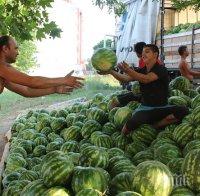 Дините и пъпешите по-скъпи с 16%