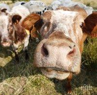 Крави в протест срещу ниските изкупни цени на млякото