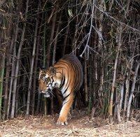 Полицаи убиха в Бангладеш шестима бракониери на тигри