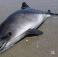 Морето изхвърли мъртъв делфин на плажа в 