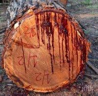 Кървава драма потресе Кричим! Син уби баща си с цепеница в главата!