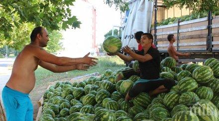 дините пъпешите скъпи