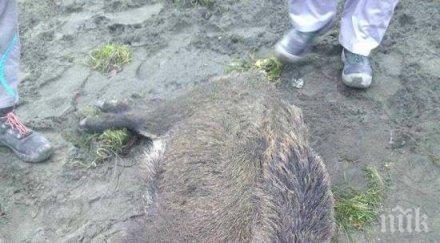 откриват ловния сезон прелетен дивеч пиринско