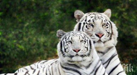 застреляха шестима нелегални ловци бенгалски тигри