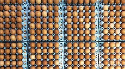 казахстан раздават кокошки населението антикризисно