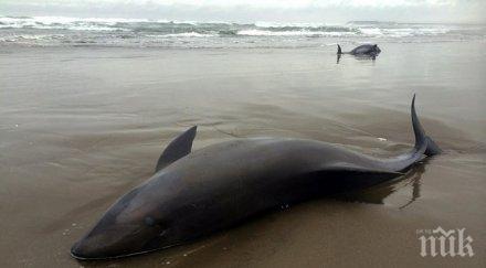 делфина намерени мъртви началото 2015