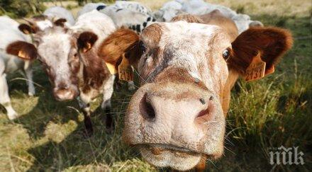 крави протест ниските изкупни цени млякото