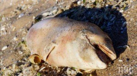 кошмарна гледка трупове делфинчета стряскат почиващите крапец