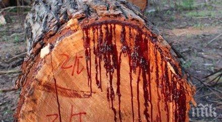 стабилно състоянието жената пострадала падане клон пловдив