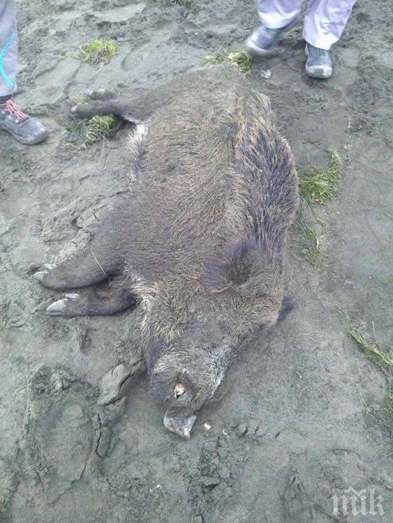 Откриват ловния сезон за прелетен дивеч в Пиринско