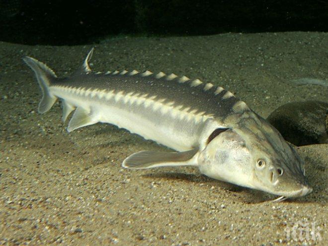 В Дунав има ново поколение диви есетри