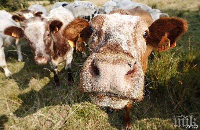 В САЩ кравите станаха излишни, бъркат сладолед от синтетично мляко