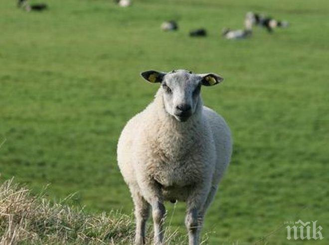 Кметът на село Бозвелийско: Всички, които са имали досег със заболелите животни, са под лекарско наблюдение