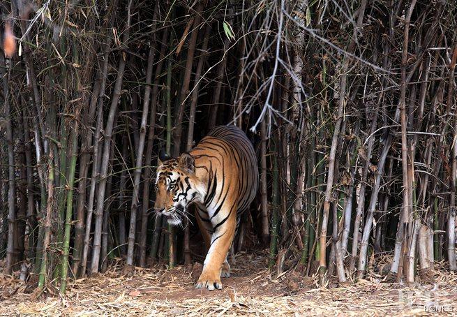 Полицаи убиха в Бангладеш шестима бракониери на тигри