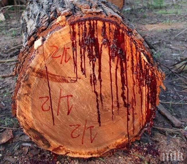 Стабилно е състоянието на жената, пострадала при падане на клон в Пловдив