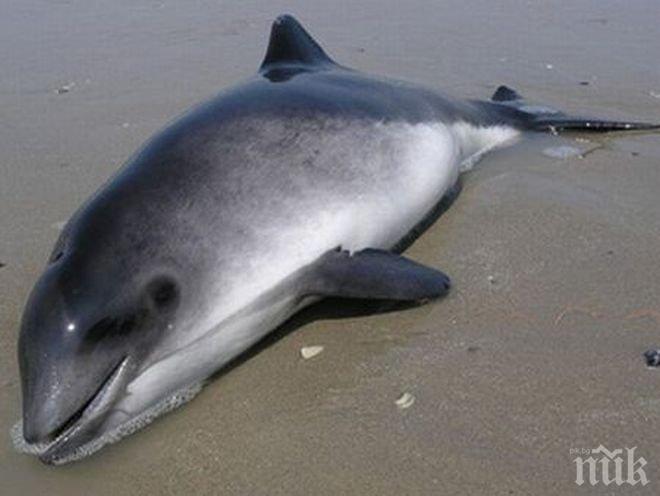 Морето изхвърли мъртъв делфин на плажа в Св. св. Константин и Елена
